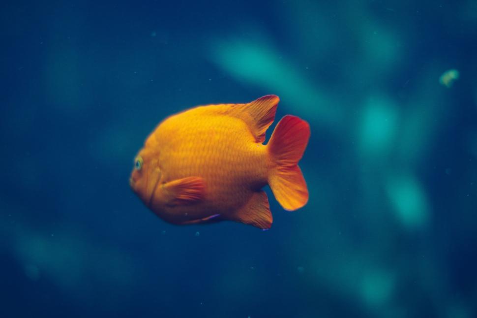 Free Image of Bright orange fish swimming in deep blue water 