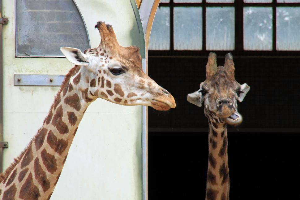Free Image of Giraffes 