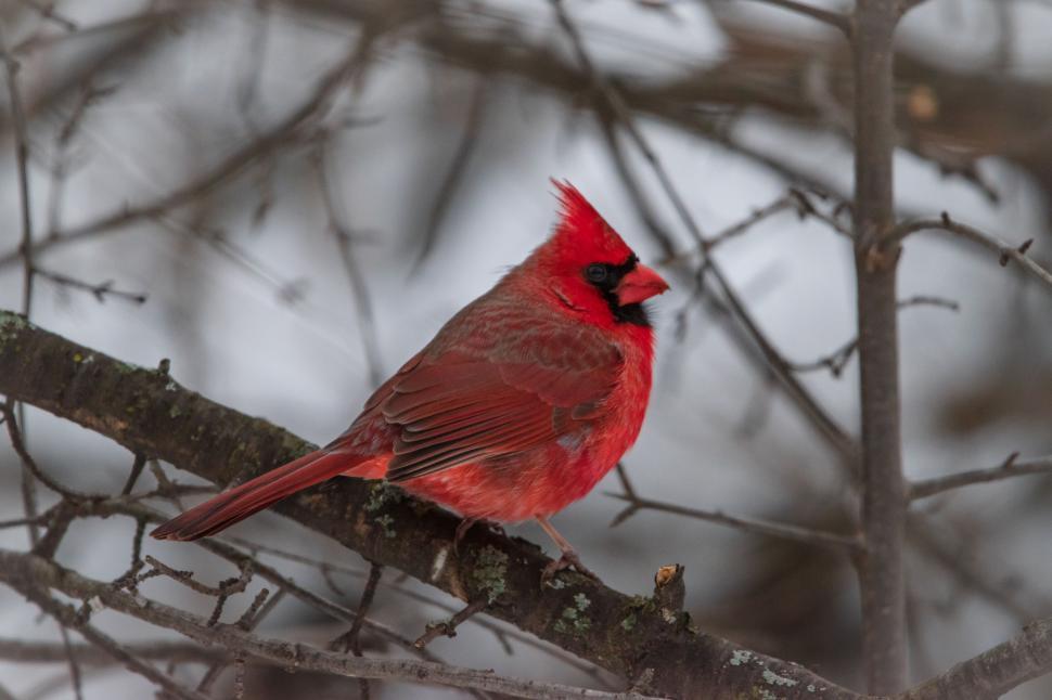 Free Image of Bright red Northern Cardinal perched on a tree branch. 