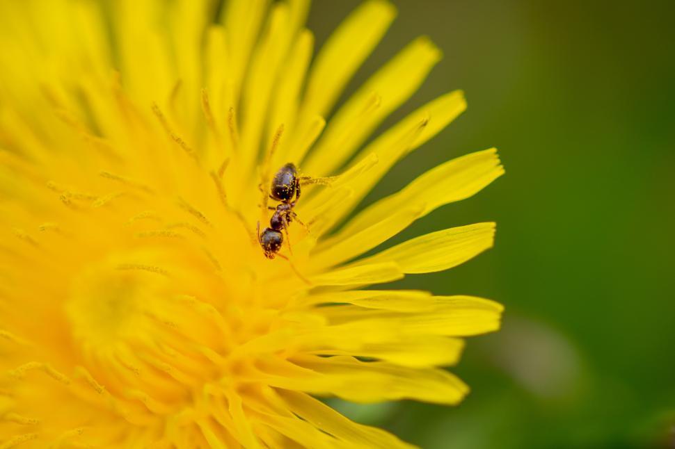 Free Image of Close-up of yellow flower with an ant exploring its petals. 