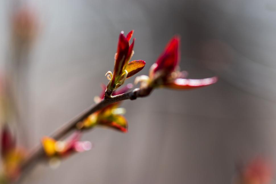 Free Image of Fresh red buds on a branch signaling the start of spring. 