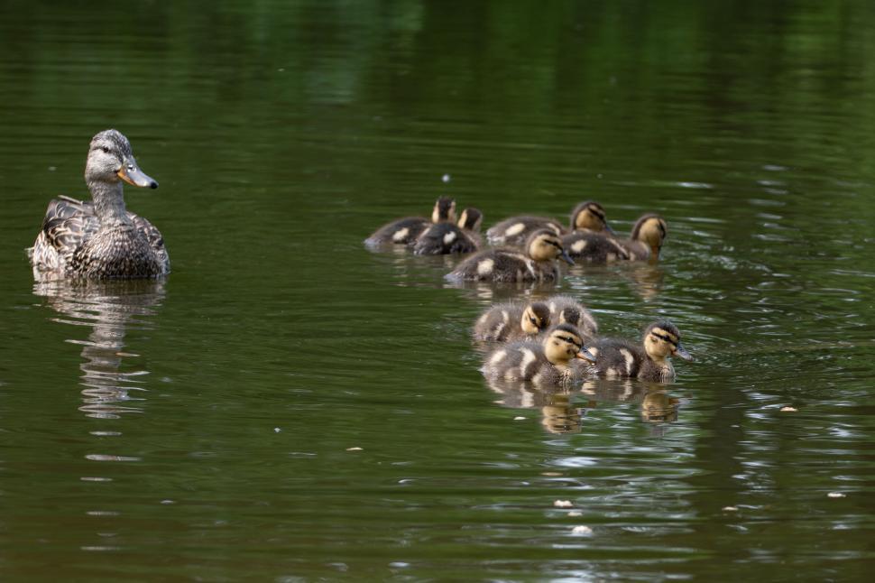 Free Image of Duck with ducklings swimming together in the pond. 