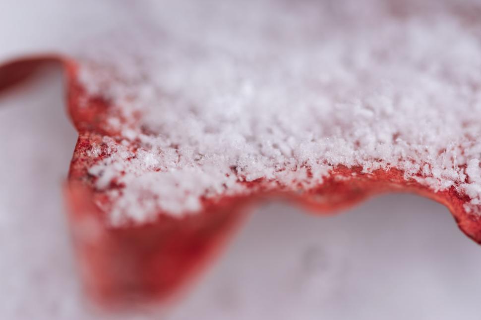 Free Image of Macro shot of a red leaf covered in snow crystals. 