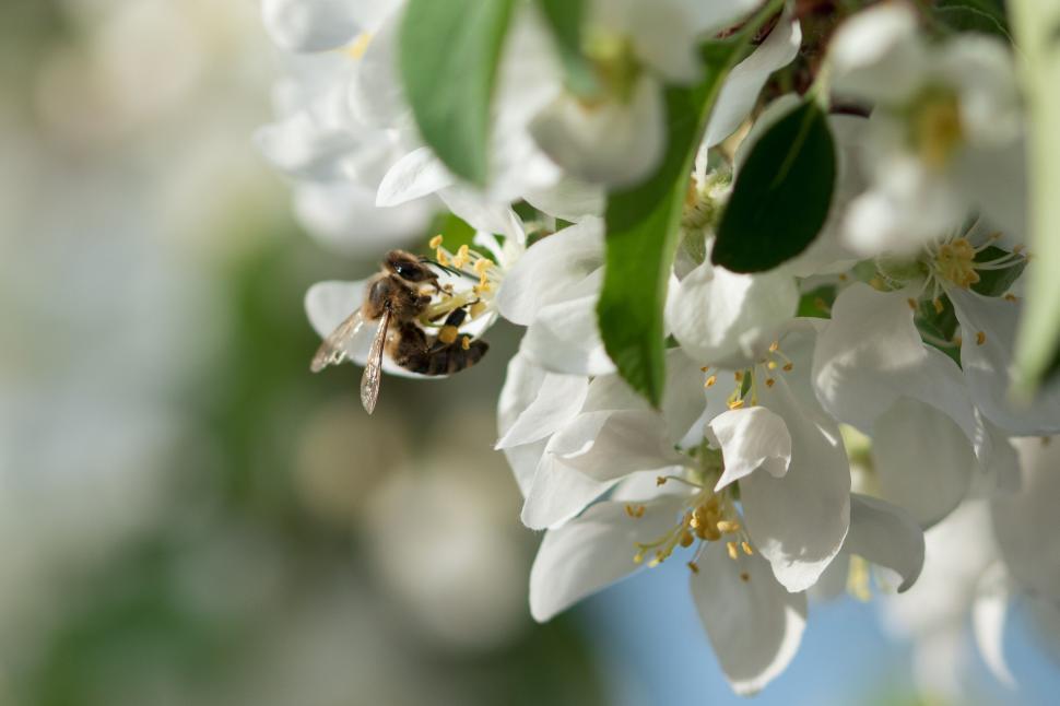 Free Image of Bee on white flower capturing the essence of spring. 