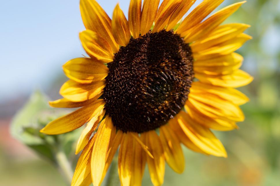 Free Image of Yellow sunflower basking in bright sunlight. 