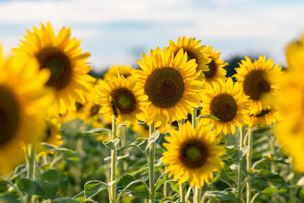 Free Image of Field of sunflowers under the bright blue sky. 