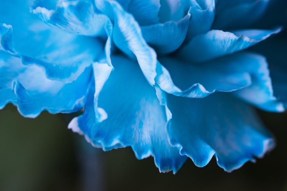 Free Image of Close-up of vibrant blue flower petals in bloom 