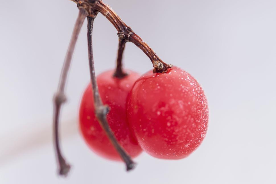 Free Image of Red berries hanging from branch against white background 