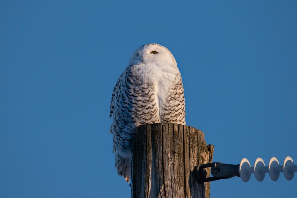 Free Image of White owl perched on wooden post against clear sky 