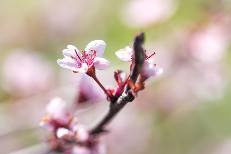 Free Image of Cherry blossom branch with pale pink flowers blooming 