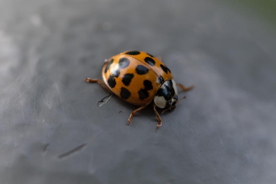 Free Image of Close-up photo of a ladybug with black spots on back. 