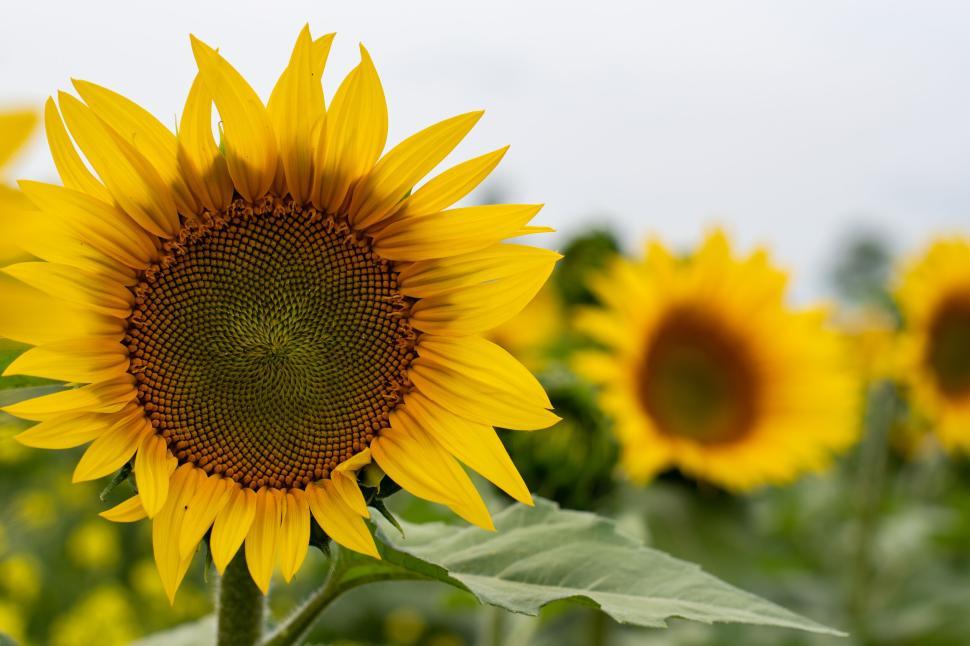 Free Image of Sunflower in foreground with others in the background. 