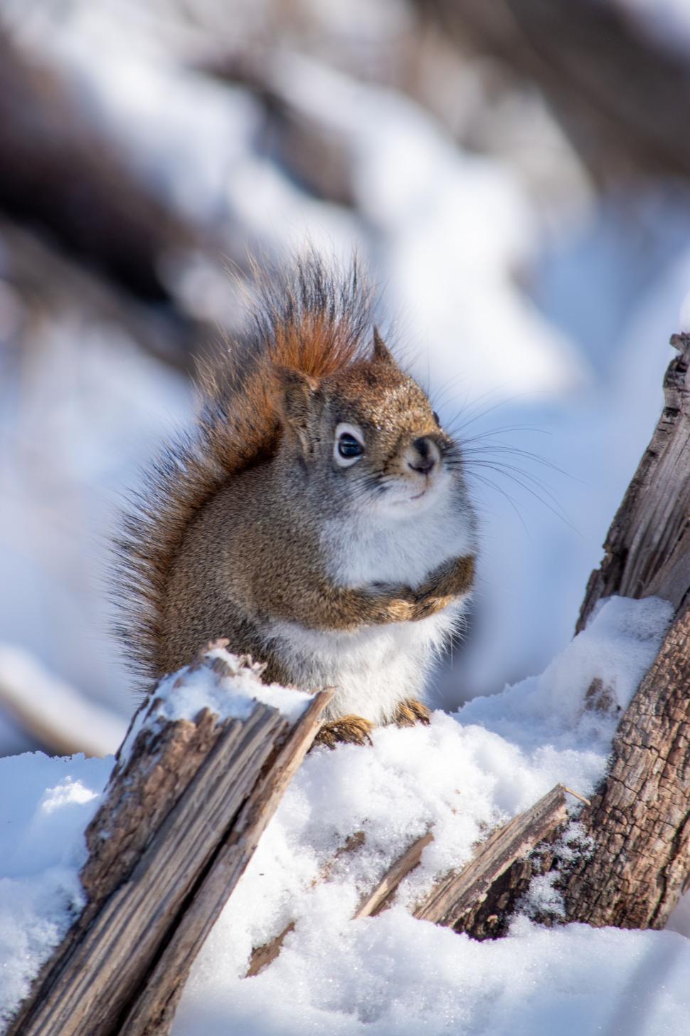 Free Image of A squirrel on a branch in a snowy winter landscape. 