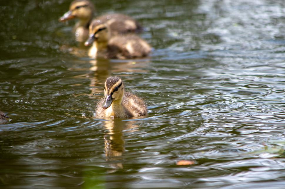 Free Image of Ducklings swimming in a line in tranquil pond water. 