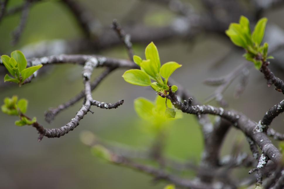 Free Image of Young leaves sprouting from twisted tree branches in spring. 