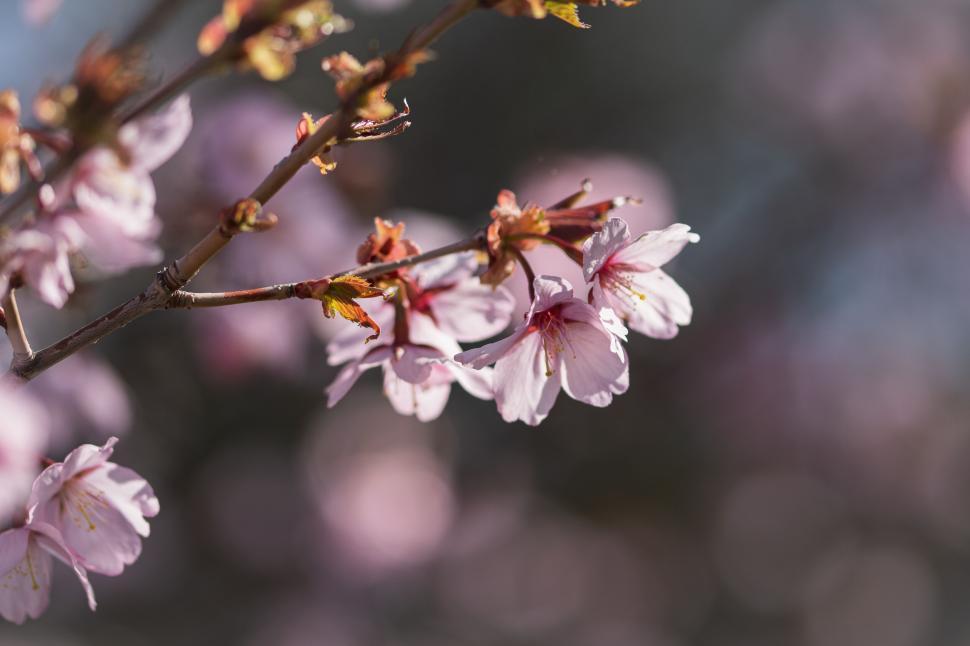 Free Image of Pink cherry blossoms with soft focus background. 