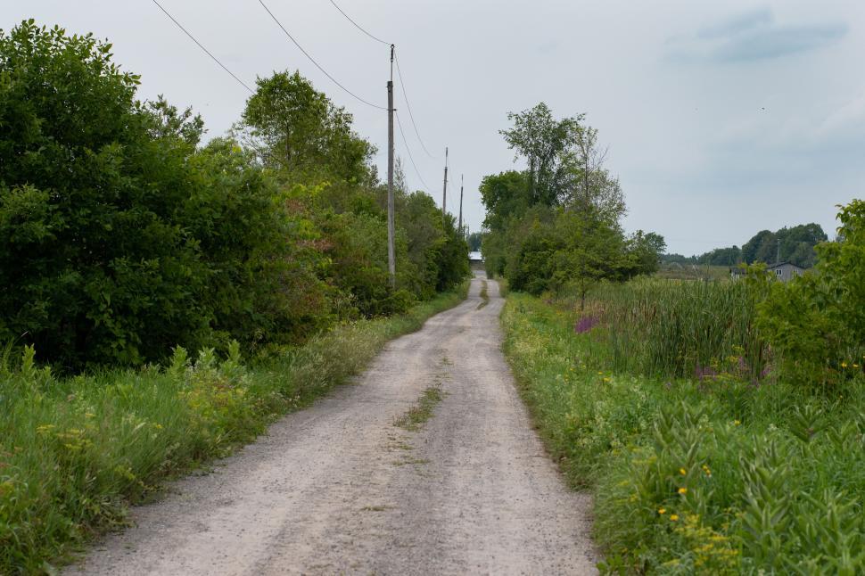 Free Image of Rural dirt road surrounded by lush green foliage. 