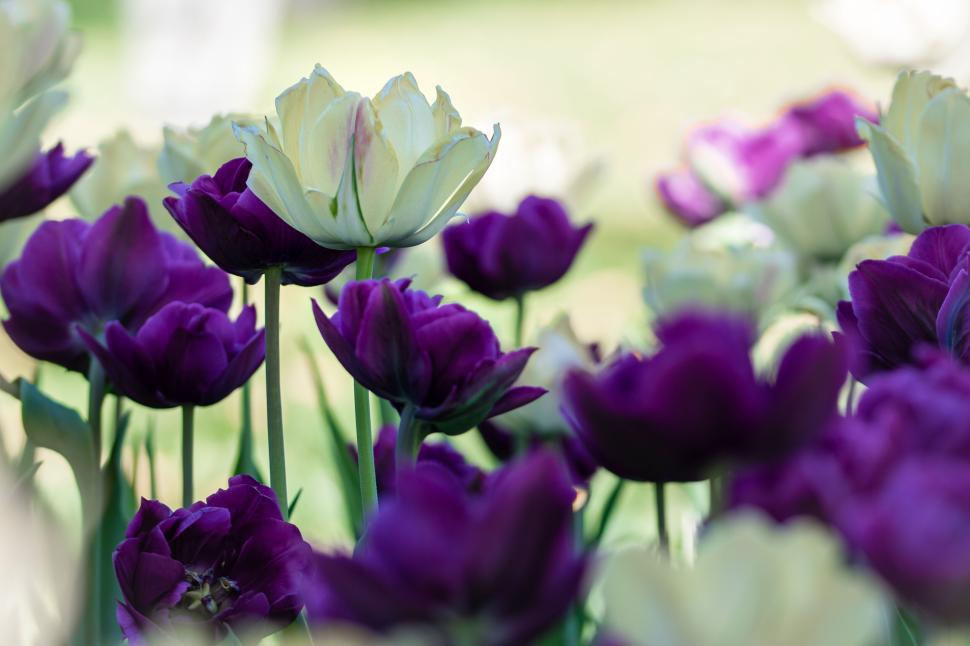 Free Image of Beautiful purple and white tulips in a garden view 