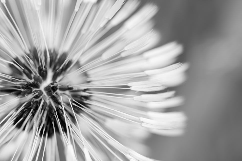 Free Image of Black and white close-up of a dandelion seed head 