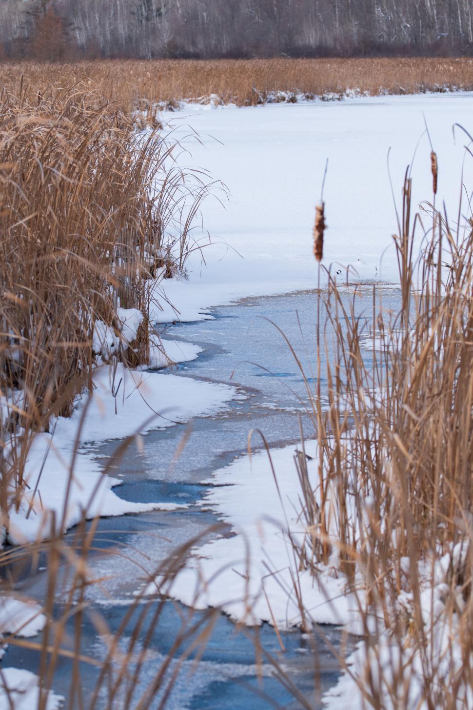 Free Image of Frozen lake partially covered with snow and reeds 