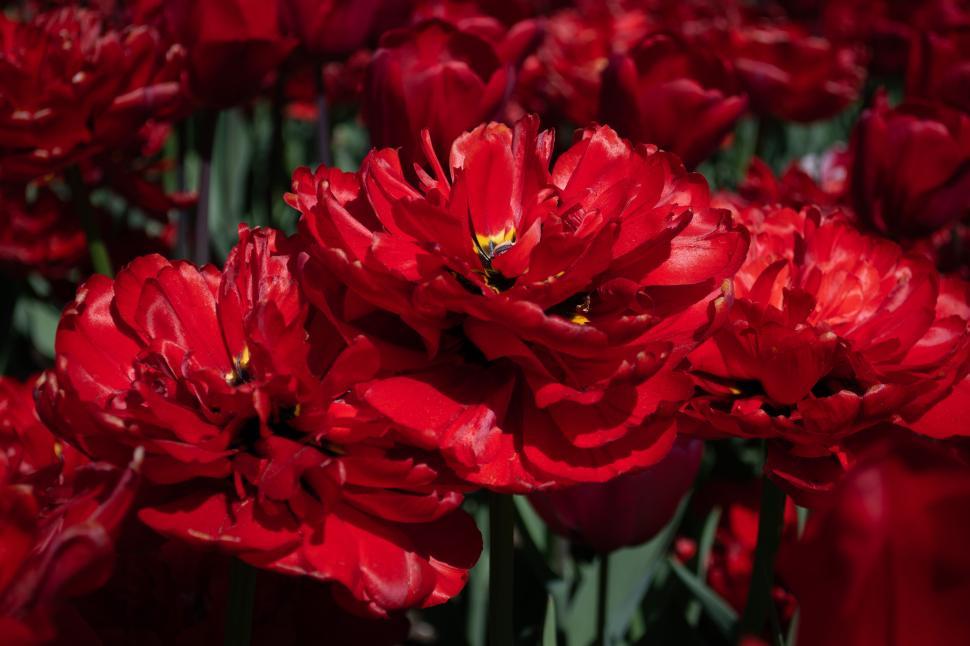 Free Image of Close-up of vibrant red flowers blooming in spring 