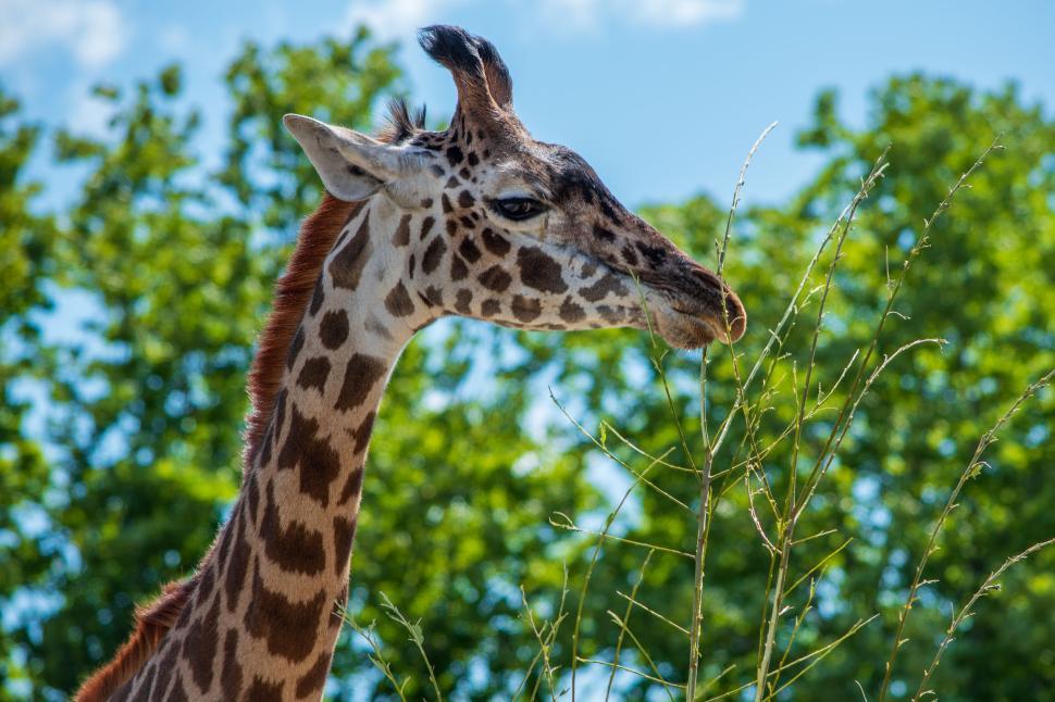 Free Image of Giraffe eating leaves from a tree on a sunny day 