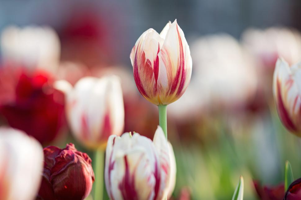 Free Image of White tulip standing out among red tulips in garden 