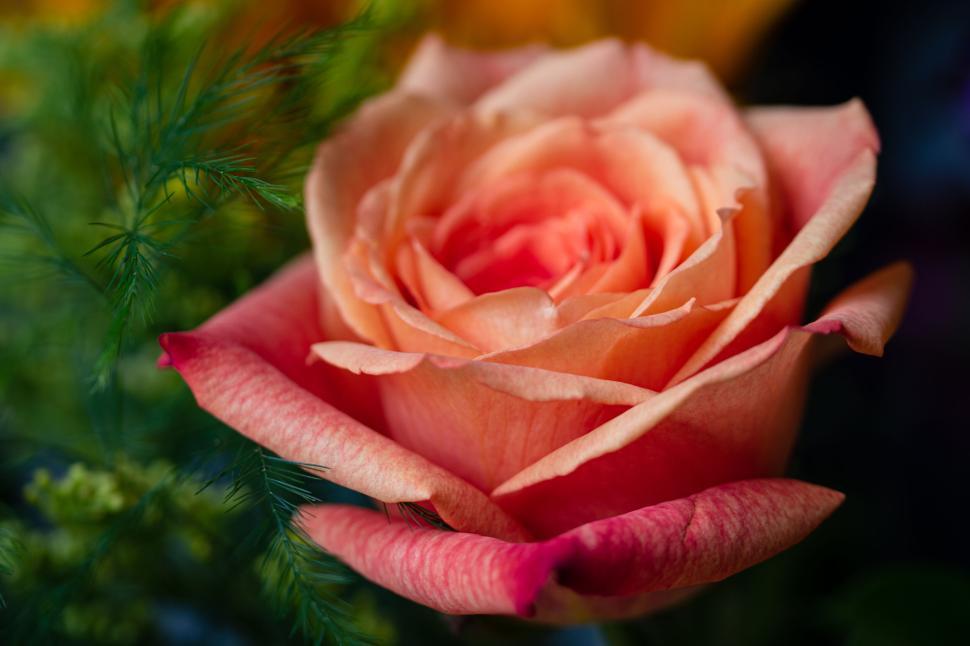 Free Image of Close-up of a single pink rose in full bloom 