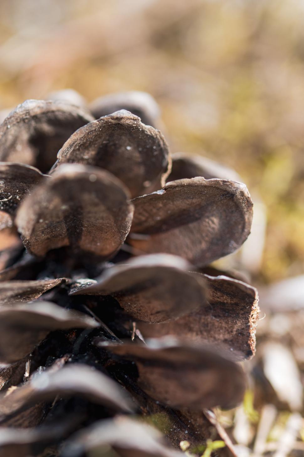 Free Image of Close-up of a brown pine cone with blurred background 