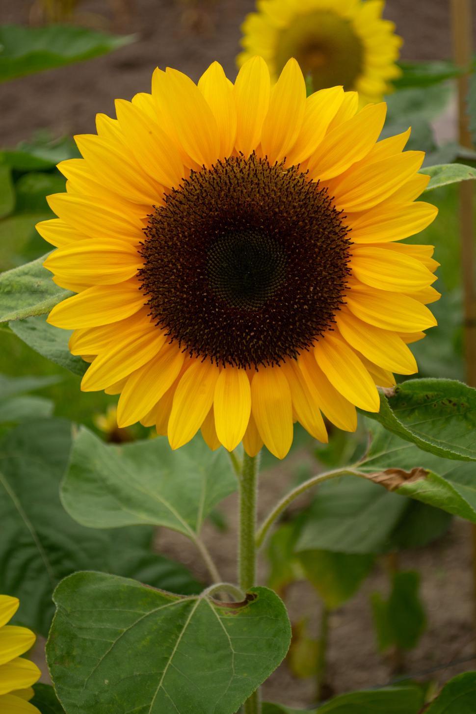 Free Image of Bright yellow sunflower blooming under the summer sky 