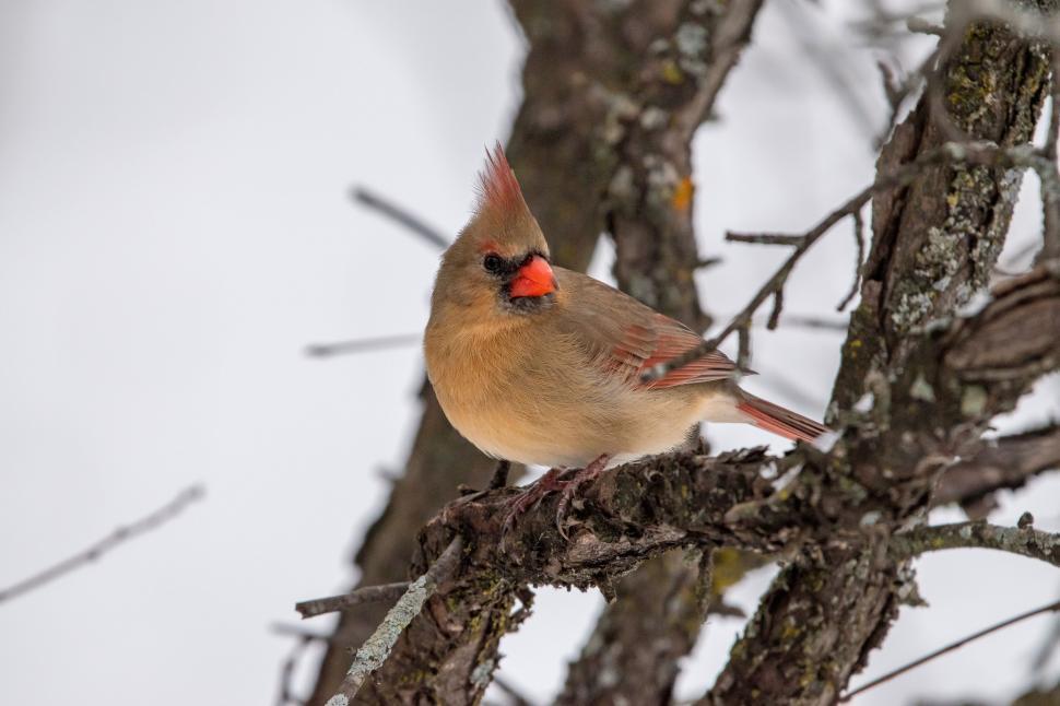 Free Image of Vibrant cardinal bird perched on a branch in winter 