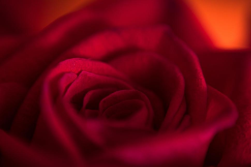Free Image of Close-up of a deep red rose flower in soft focus 