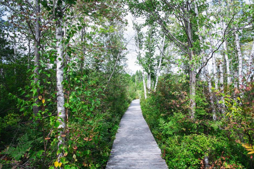 Free Image of Lush green forest trail with birch trees and path 