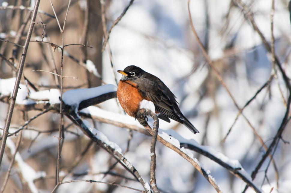 Free Image of Robin perched on a snow-covered branch during winter. 