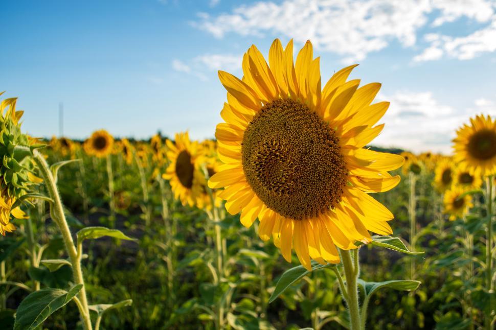 Free Image of Sunflower field under a bright blue sky and sunshine. 