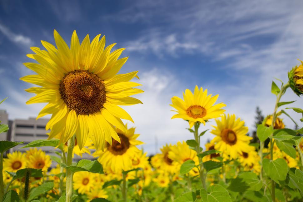 Free Image of Sunflowers in field under blue sky with white clouds. 