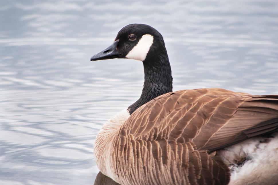 Free Image of Close-up of a Canadian goose floating on rippled water 
