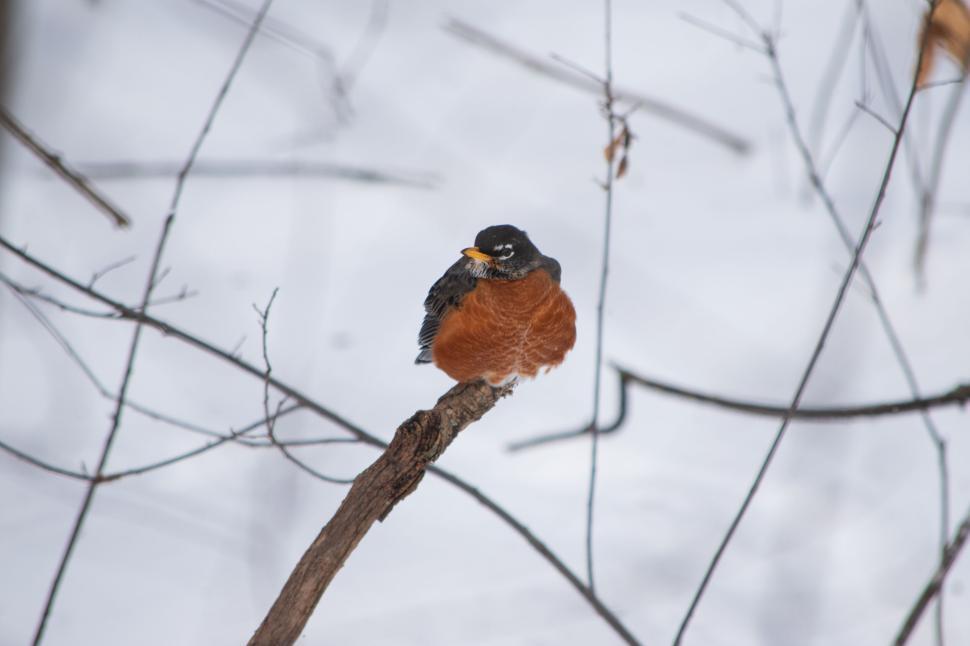 Free Image of Robin perched on a branch with snow-covered background 