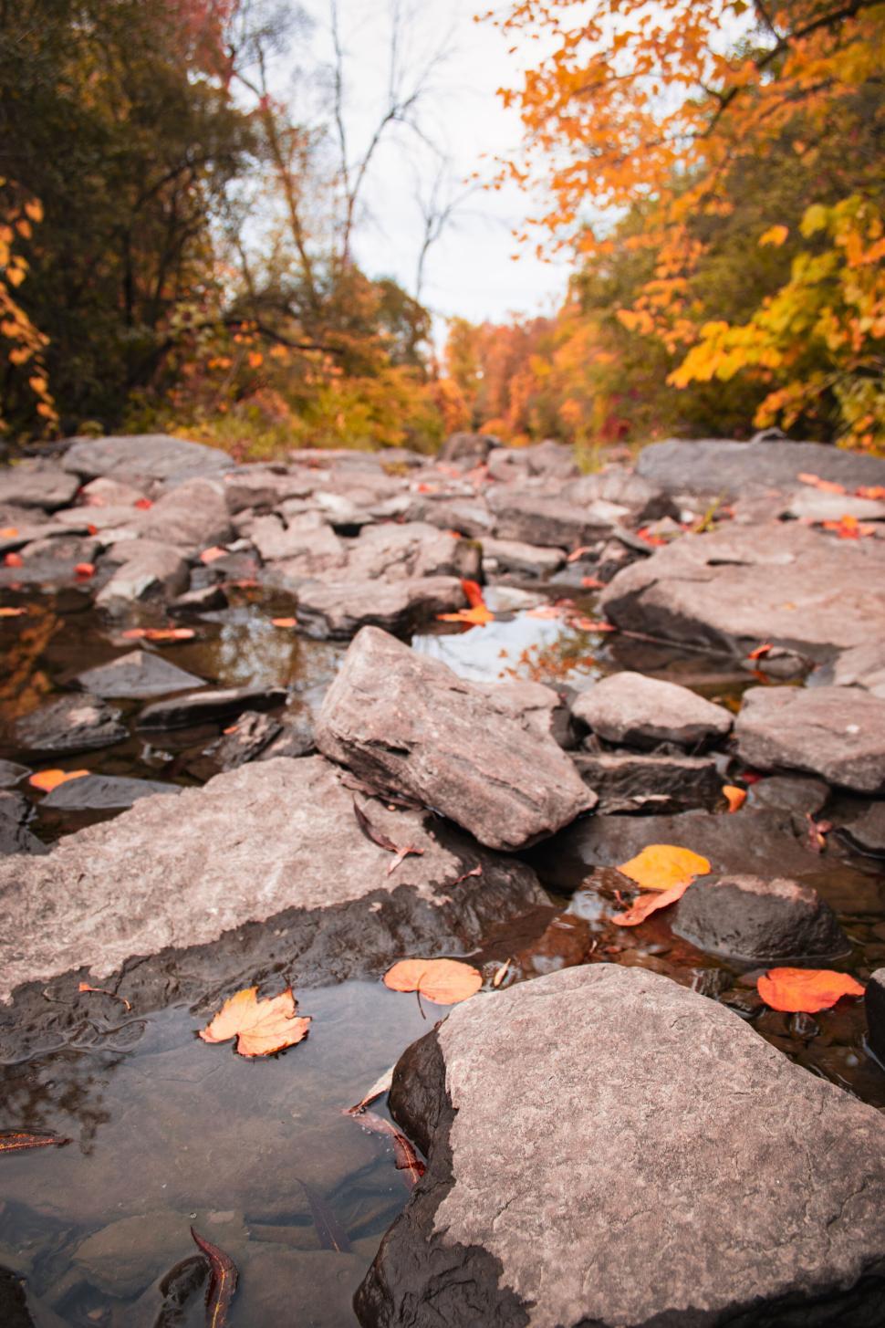Free Image of Autumn leaves and rocks by shallow stream in forest 