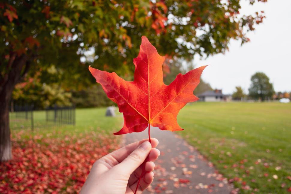 Free Image of Hand Holding Vibrant Red Maple Leaf During Autumn Walk. 