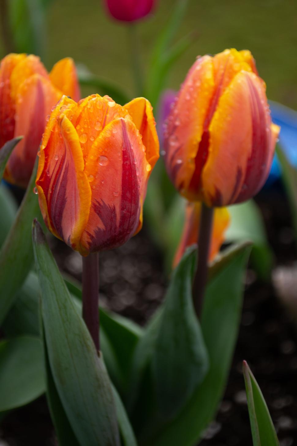 Free Image of Closeup of Dew-Covered Orange and Yellow Tulip Flowers. 
