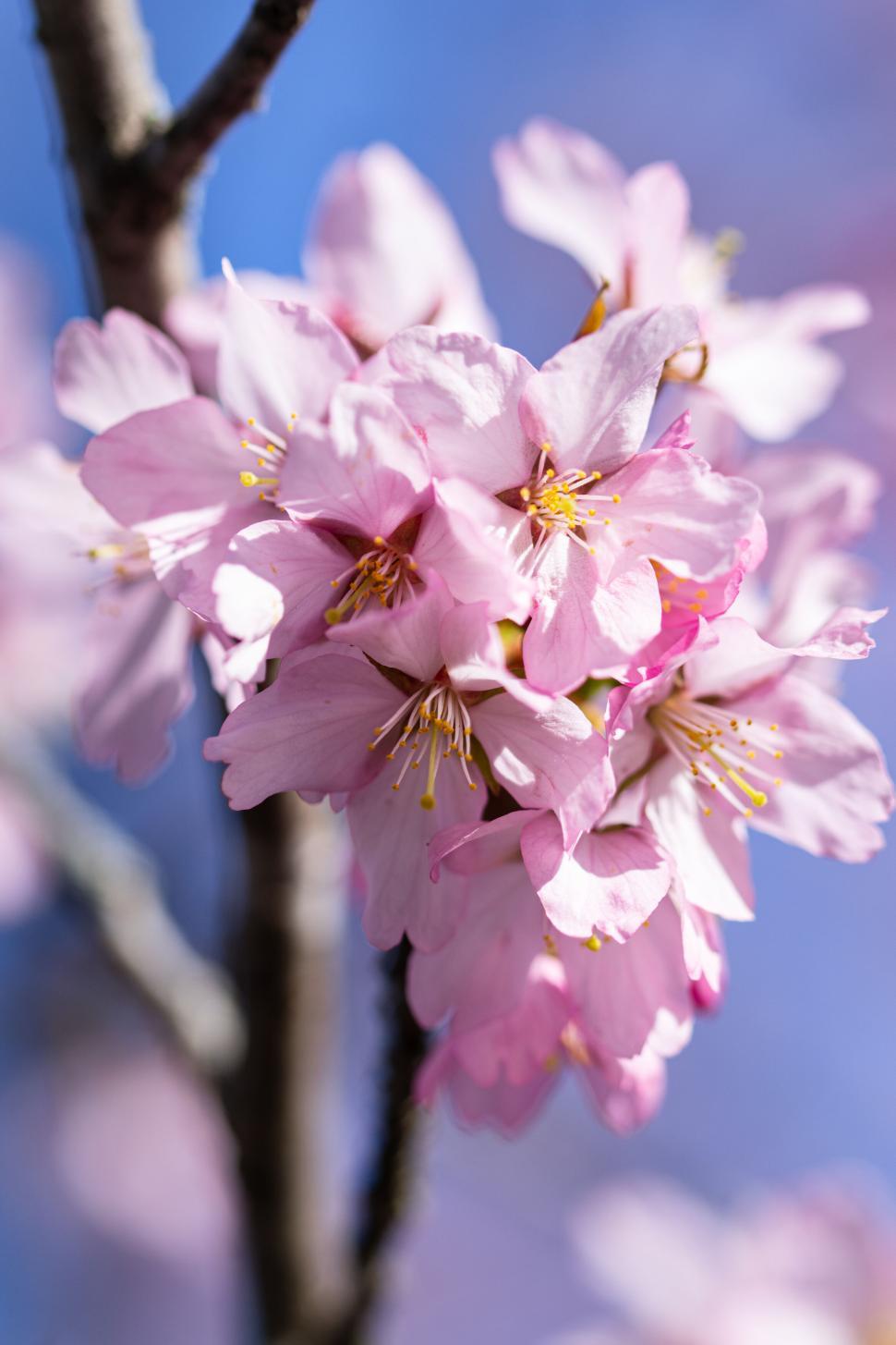 Free Image of Cherry Blossom Flowers Blooming Against Clear Blue Sky. 