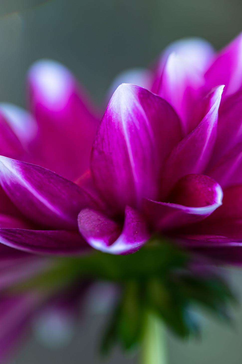 Free Image of Macro shot of vibrant purple flower petals 