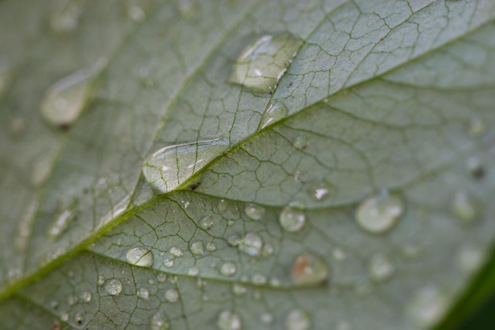 Free Image of Macro photograph of a water-drenched green leaf 