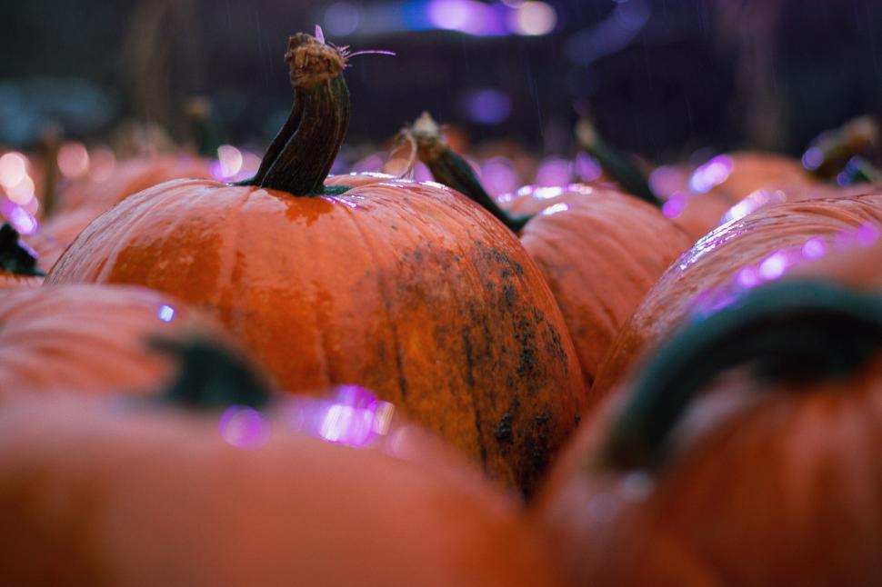 Free Image of Close-up of wet pumpkins with stems in soft focus. 