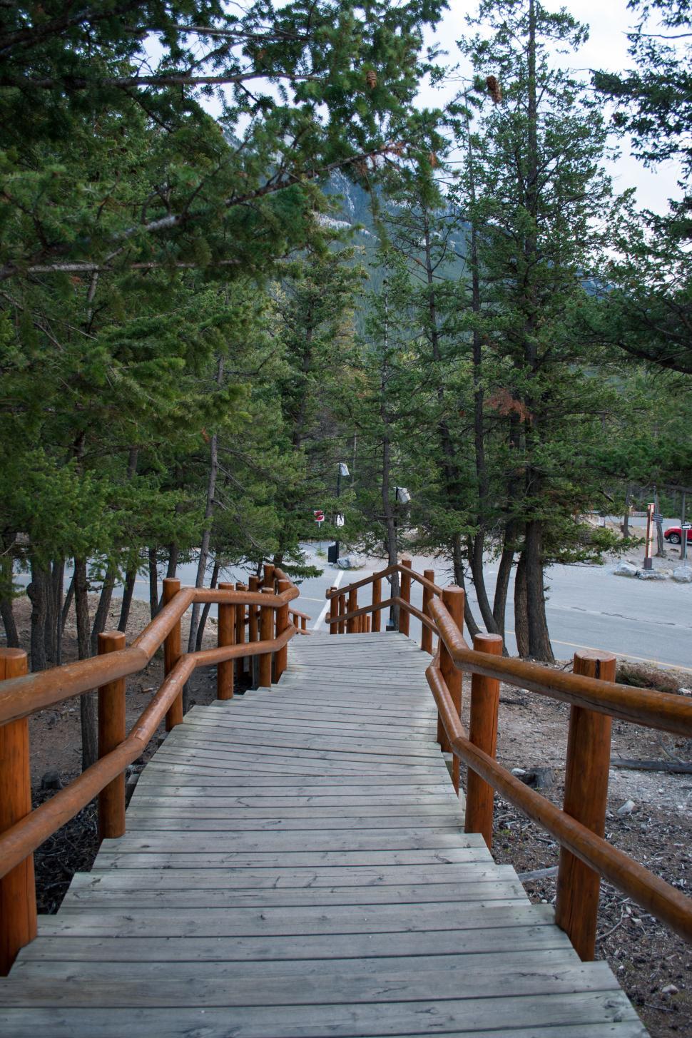 Free Image of Wooden pathway in a forest, surrounded by green pine trees. 