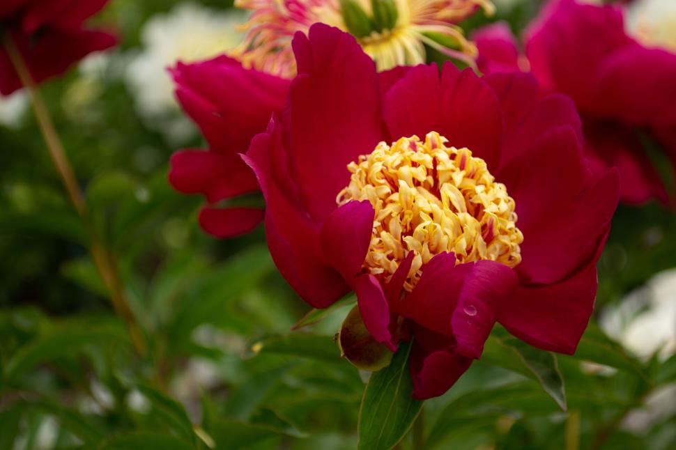 Free Image of Vivid red flower with yellow center amidst green foliage. 