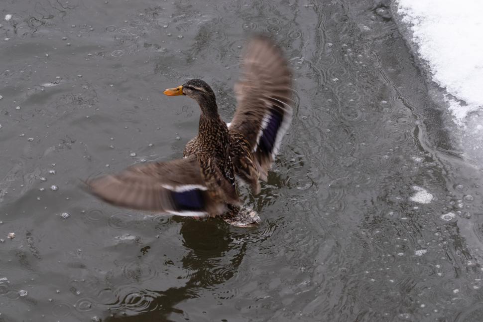 Free Image of Duck flapping wings on water with snowy ice background. 