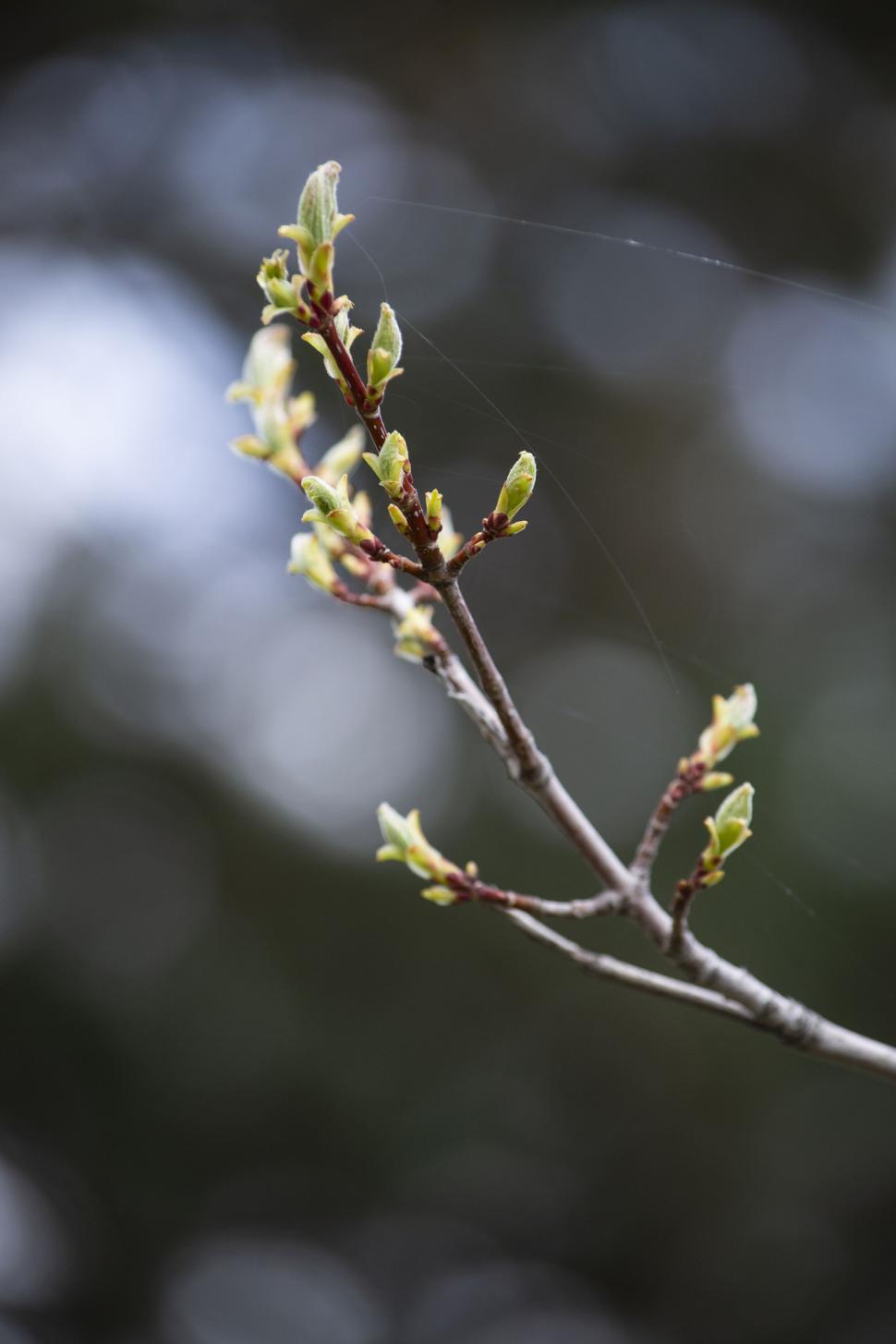 Free Image of New buds sprouting from branch against blurred background. 