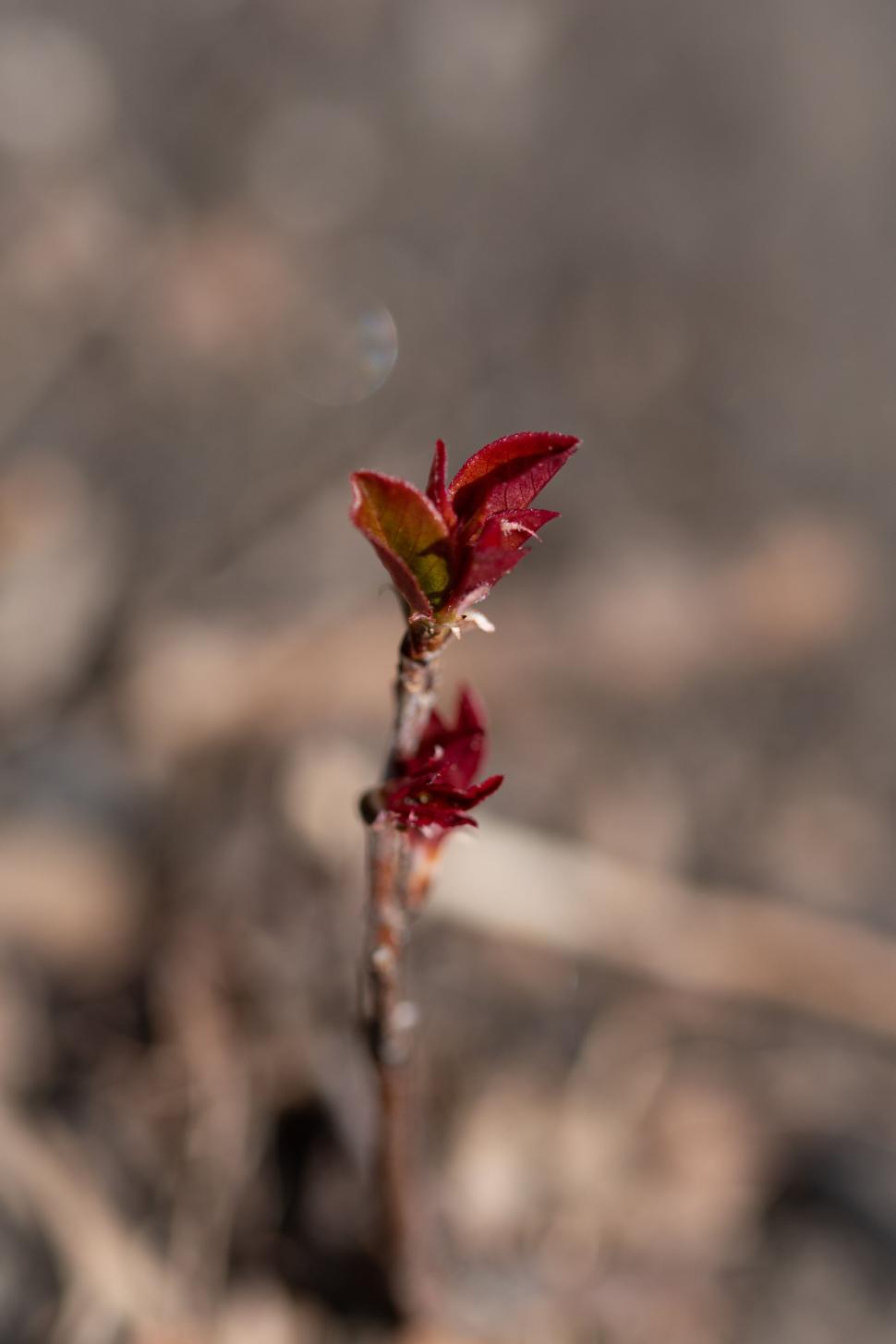 Free Image of Emerging red leaves on a budding plant in early spring. 